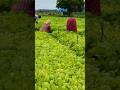 Farmers