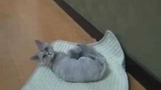 Hoagie Chasing Tail and Soul Coughing Disseminated