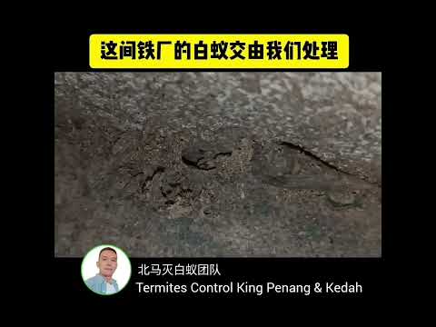 这些白蚁连铁厂也不放过