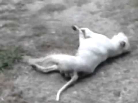 Kripple Gone Crazy Super Funny!!!!!