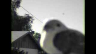 "Cactus Wren" by Of the Painted Choir