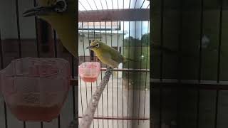 Download lagu pleci dakun ngerol #untuk pancingan pleci bahan supaya cepat ngeriwik mp3