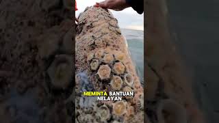 Download lagu Pembersihan parasit pada ikan paus  #fypシ゚viral #shortsvideo #reaction mp3