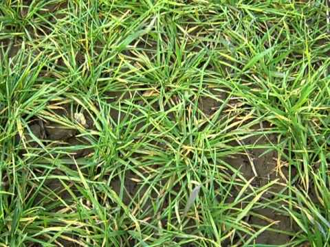 Crop Watch: Marion Self examines some Cassia