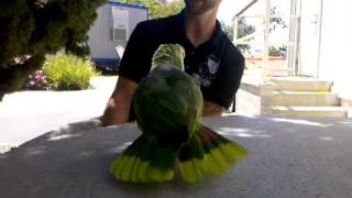 Hollywood: blue fronted amazon