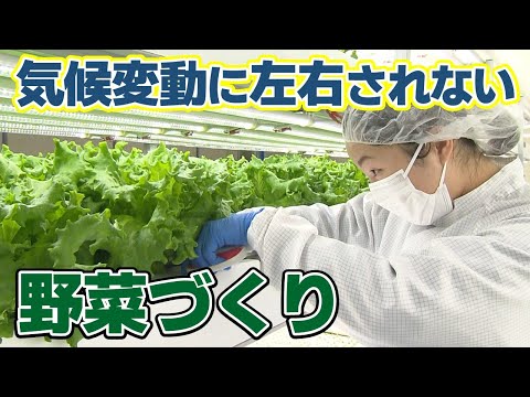 子羊のレタス 植物