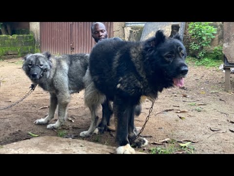 How to Perform a Successful Dog Mating and Knotting#dog #petsrule #pets #animals