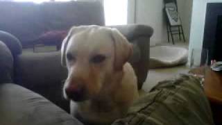 my yellow lab crying with as im pretending to be hurt