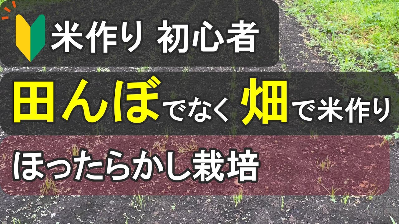 【陸稲栽培-前編】誰でも出来る😄米高騰の今、自分で作ってみた