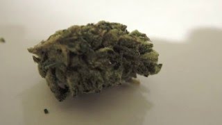 Leafly VS The Trap: Gorilla glue #4