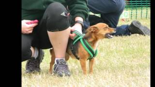Kennet Kestrels at Bassett Allsorts