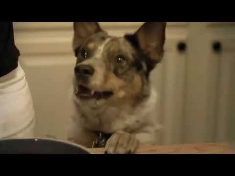 Tomlinsons Feed Pets