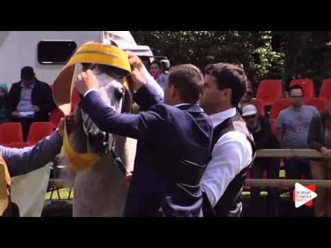 1st place - N.40 MADHER AL JAMAL - Bruges 2015 National - Senior Stallions Championship (Class 15)