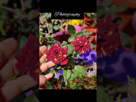 Megham Karukatha 2| Photography| #shorts