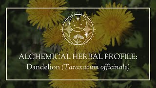 Alchemical Herb Profile: Dandelion (Taraxacum officinale)