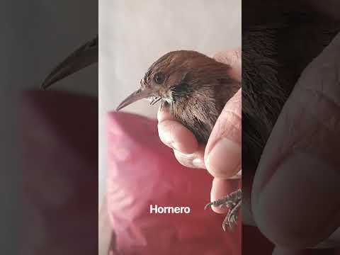 Hornero entro a casa.Los Molles,San Luis.