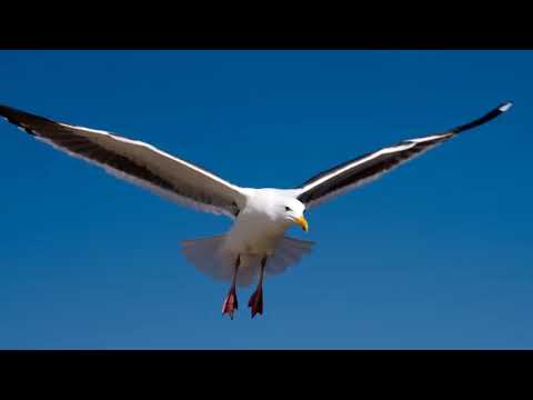 GORAN KARAN I ŽAN JAKOPAČ - AHOJ (LIPI GALEBE MOJ)