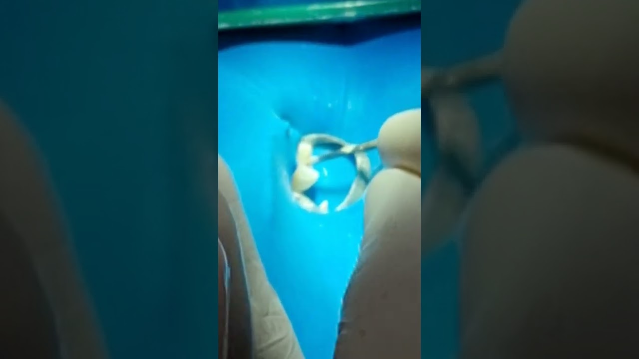 Carlos Felipe Sarmento Pereira-9