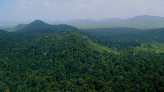 Querida Amazônia: uma Exortação em forma de sonhos