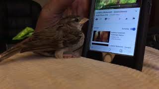 Rescued House Sparrow Loves Loreena McKennitt’s Greensleeves