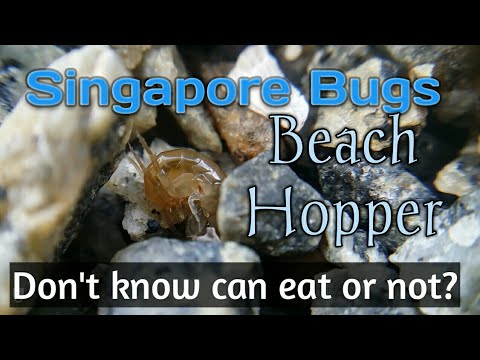 Singapore Bugs Beach Hopper Don't know can eat or not? macro videography Pulau Ubin sand flea