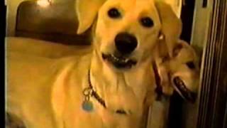 Angel Eyes - In Memory of Buddy