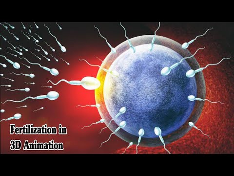 Fertilization Process | 3D Animation