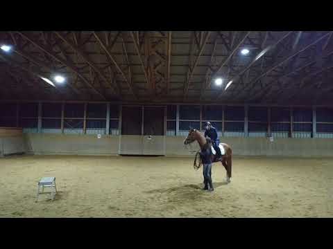 Kathi 💞 Erstes Antraben an der Longe 28. März 2019