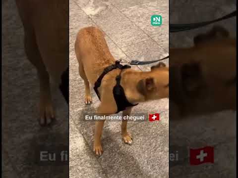 Caramelo Costelinha, que foi resgatado nas ruas de Fortaleza, chega à Suíça