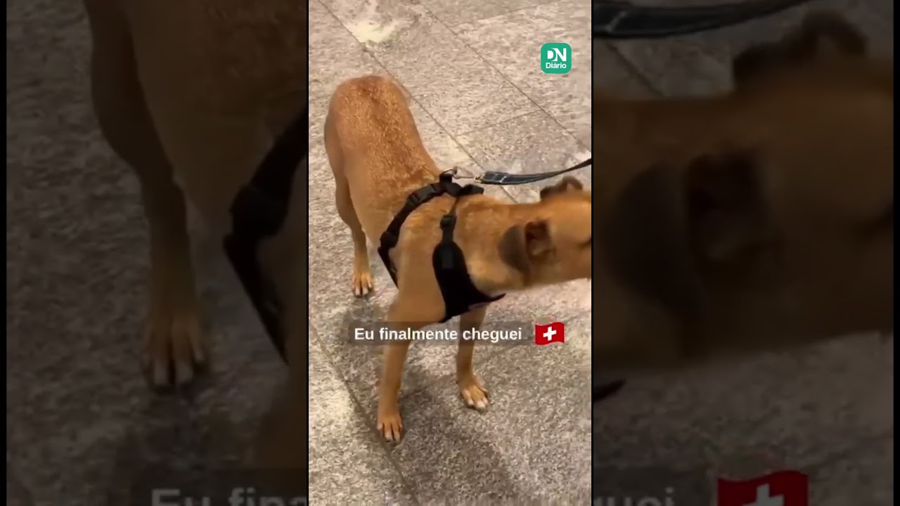 Imagem da notícia Caramelo Costelinha, que foi resgatado nas ruas de Fortaleza, chega à Suíça