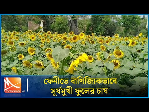 ফেনীতে বাণিজ্যিকভাবে চাষ হচ্ছে সূর্যমুখী ফুলের | Mohona TV