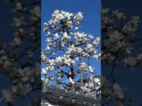 傘モクレン 植物