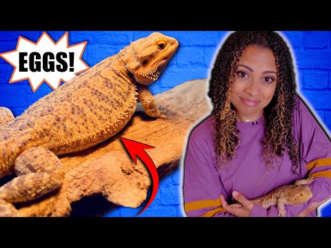 Bearded Dragon Egg Laying | Signs and Dig Boxes