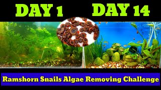 Ramshorn Snails Algae Removing Challenge | How To Remove Algae