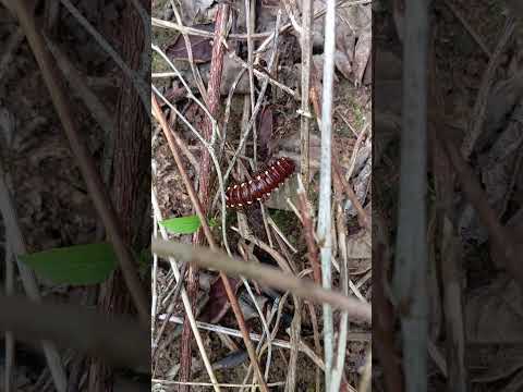 Pico do Jabre em Maturéia na Paraíba em 27/02/2025.