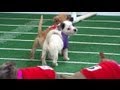 Super Bowl 2013 Inspires Puppy Bowl: Sneak Peek.