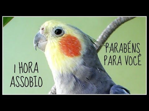 ASSOBIO CALOPSITA - PARABÉNS PARA VOCÊ - COCKATIEL WHISTLE