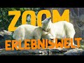 The Best 19 Zoom Gelsenkirchen Tiere