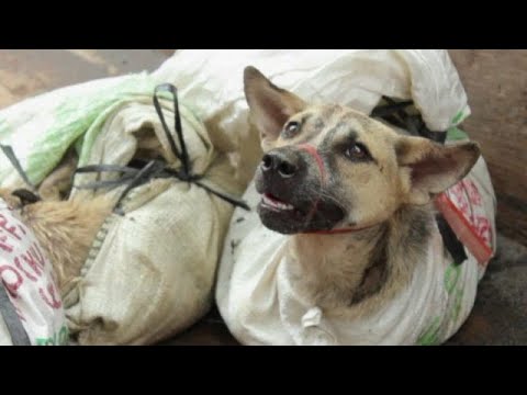 ¿El fin de la carne de perro en Corea del Sur?