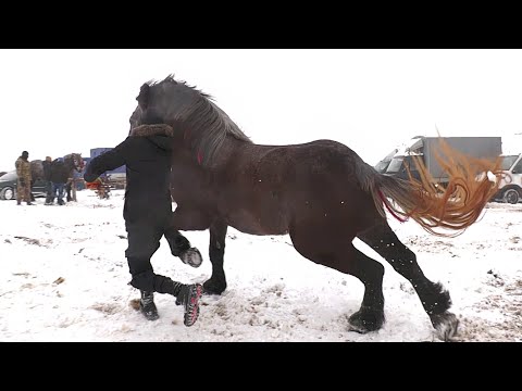 Manză de vanzare 2021 dl. Mircea de la Gura Humorului