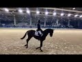3 anni intero linea dressage