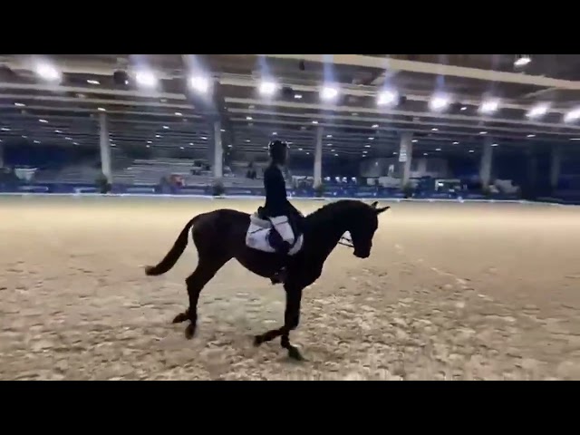 3 anni intero linea dressage