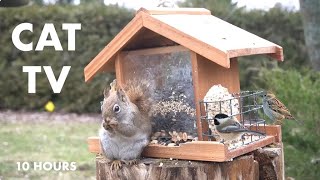 Red Squirrels, Chipmunks and Backyard Birds - 10 Hour Cat TV for Cats to Watch 😺 - Mar 29, 2024