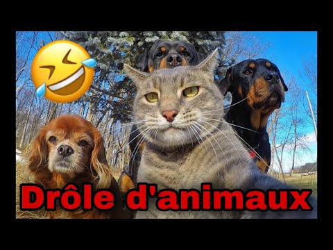 Animaux drole 2020 meilleurs video