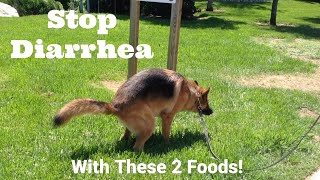 How To Stop Diarrhea In Dogs - Dimples, GSD Knows How #3