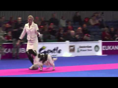 FCI Group 8 - Amsterdam Winner Show 2015