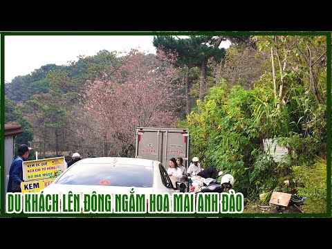 The situation in Da Lat today - Tourists are enjoying the holiday in large numbers, and the cherr...