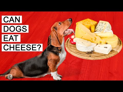 YouTube video about: Can dogs have provolone cheese?