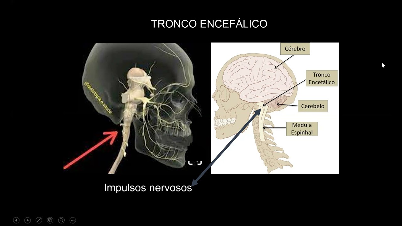 SISTEMA NERVOSO GERAL