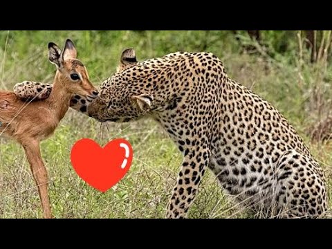 Leopardo NO se come la cría de antílope y decide adoptarla.